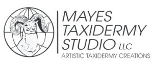 Mayes Taxidermy Studio logo