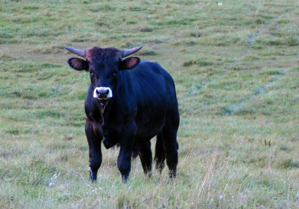 aurochsen standing in grass