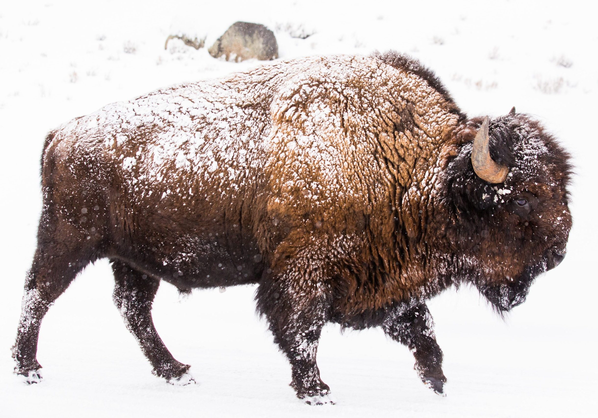 bison walking through snow with snow covered back