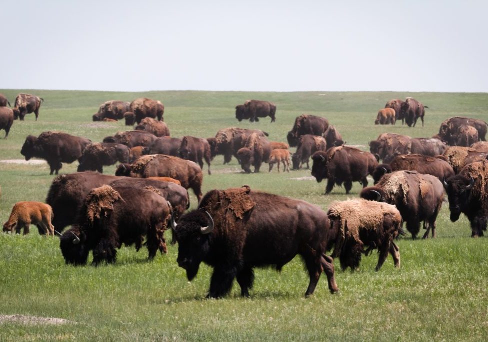 herd of bison in grassy field